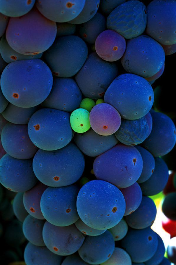 Pinot Noir grapes in Sonoma - photo by Andy Katz
