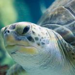 Turtle from the Shedd Aquarium