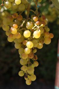 Wine grapes - Food & wine festivals