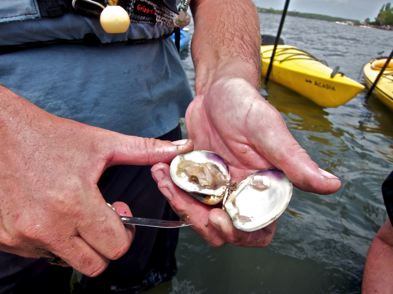 Fresh Clams Right Out Of The Water On Virginia's Eastern Shore - photo by David Latt