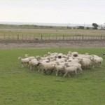 New Zealand Sheep near Cape Kidnappers