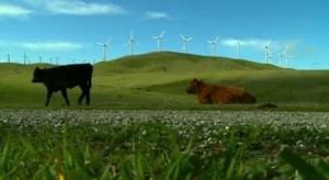 Wind Power & Cows
