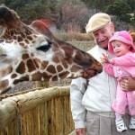 Giraffe Feeding at the Zoo