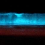 Bioluminescence, Credit: MSauder via flickr