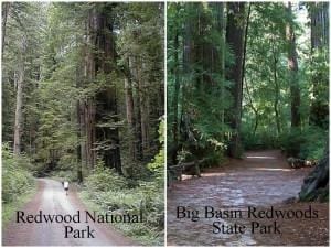 Redwoods