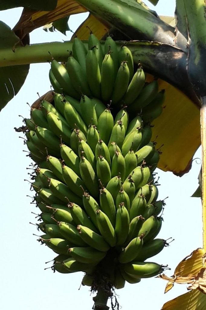 imbire bananas