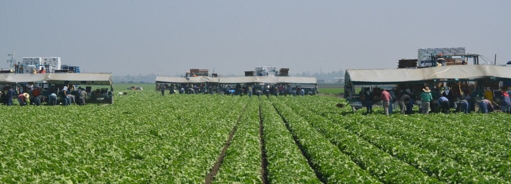 Salinas crops are trimmed, cleaned, packaged and placed in refrigerated trucks within minutes of being picked