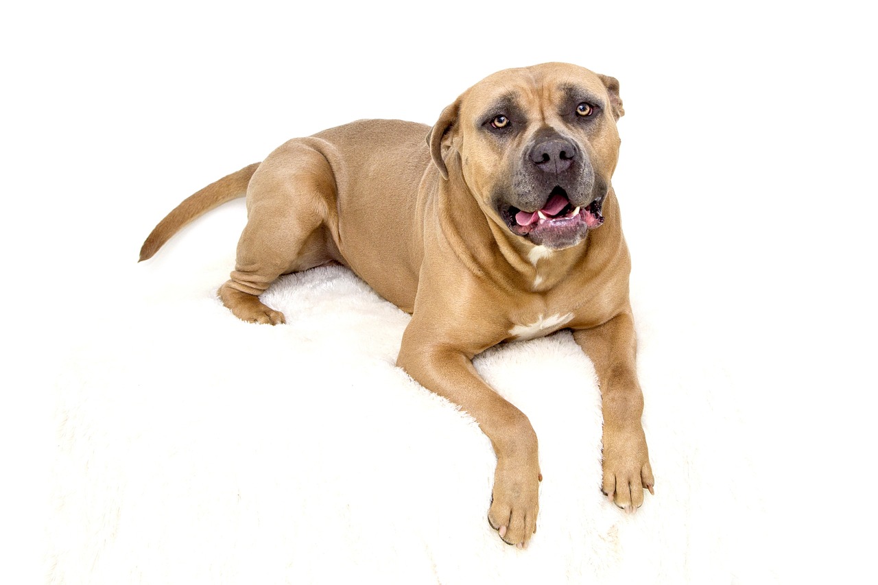 Dogs Piter Riber Dog Bite Risks While Traveling - Peter Greenberg Travel Detective